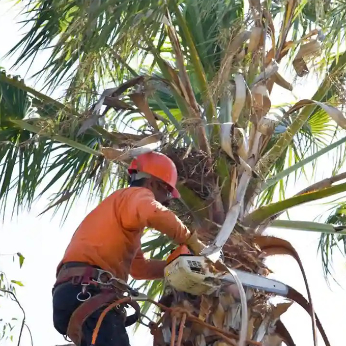 Plant, Palm and Tree Pruning